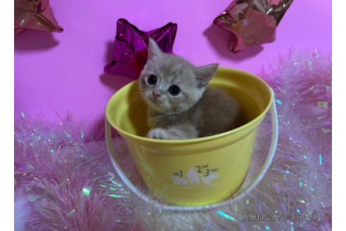 成約済の大阪府のスコティッシュフォールド-68355の2枚目